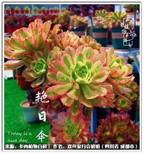 玫瑰钻石法师推荐阵容搭配　五个法师的阵容叫什么-第3张