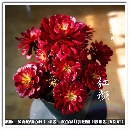 玫瑰钻石法师推荐阵容搭配　五个法师的阵容叫什么-第8张