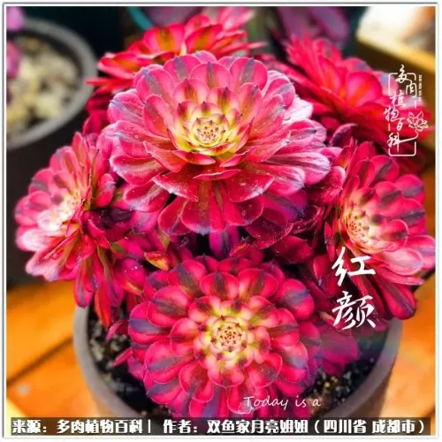 玫瑰钻石法师推荐阵容搭配　五个法师的阵容叫什么-第7张