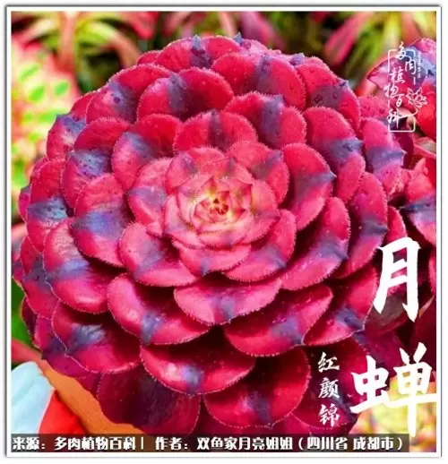 玫瑰钻石法师推荐阵容搭配　五个法师的阵容叫什么-第9张