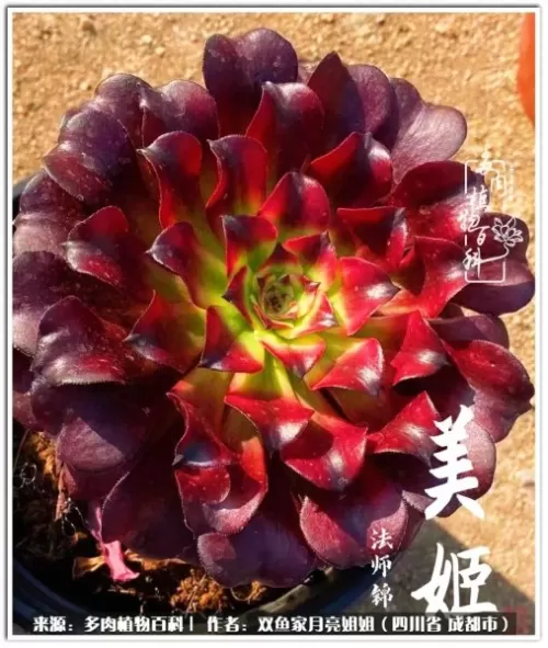 玫瑰钻石法师推荐阵容搭配　五个法师的阵容叫什么-第11张