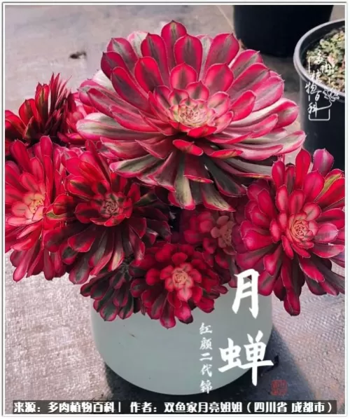 玫瑰钻石法师推荐阵容搭配　五个法师的阵容叫什么-第10张