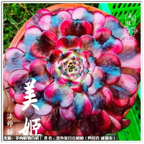 玫瑰钻石法师推荐阵容搭配　五个法师的阵容叫什么-第12张