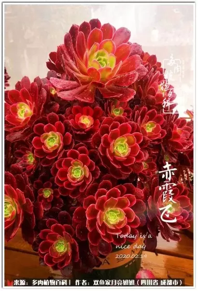 玫瑰钻石法师推荐阵容搭配　五个法师的阵容叫什么-第13张