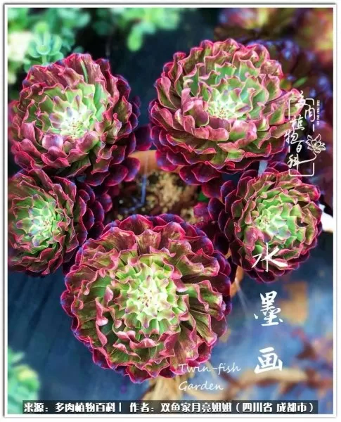 玫瑰钻石法师推荐阵容搭配　五个法师的阵容叫什么-第15张