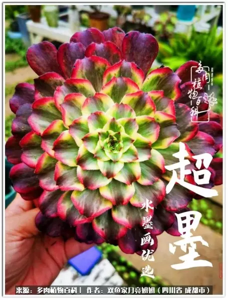 玫瑰钻石法师推荐阵容搭配　五个法师的阵容叫什么-第17张