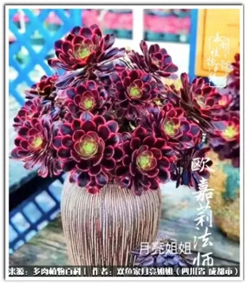 玫瑰钻石法师推荐阵容搭配　五个法师的阵容叫什么-第20张
