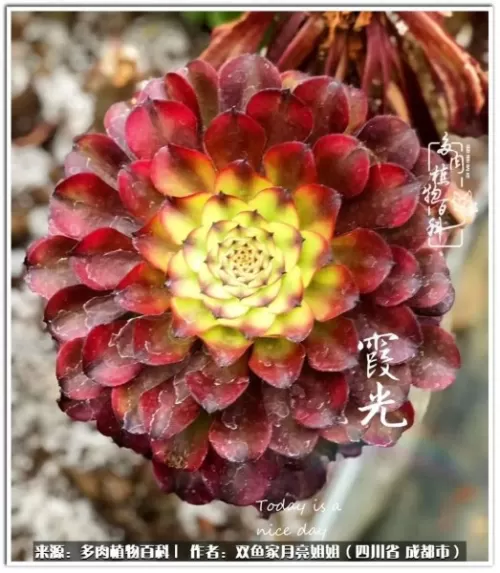 玫瑰钻石法师推荐阵容搭配　五个法师的阵容叫什么-第23张