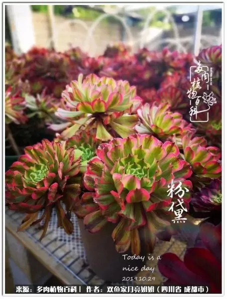 玫瑰钻石法师推荐阵容搭配　五个法师的阵容叫什么-第24张