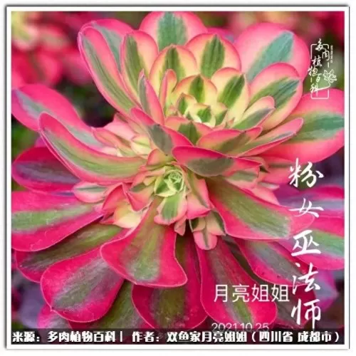 玫瑰钻石法师推荐阵容搭配　五个法师的阵容叫什么-第28张