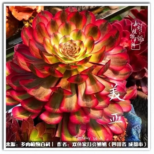 玫瑰钻石法师推荐阵容搭配　五个法师的阵容叫什么-第26张