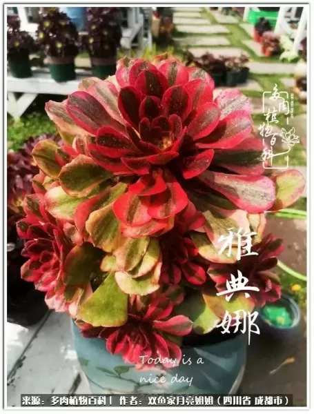 玫瑰钻石法师推荐阵容搭配　五个法师的阵容叫什么-第30张