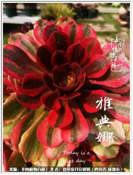玫瑰钻石法师推荐阵容搭配　五个法师的阵容叫什么-第31张