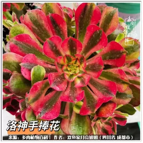 玫瑰钻石法师推荐阵容搭配　五个法师的阵容叫什么-第32张