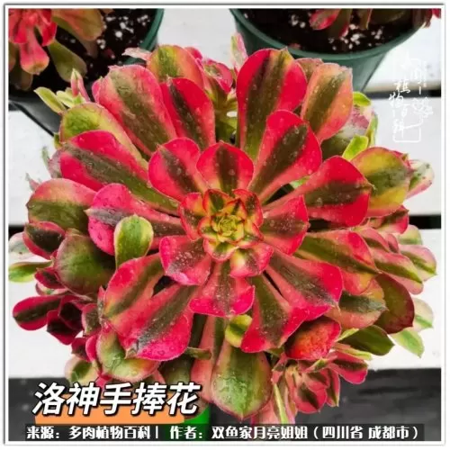玫瑰钻石法师推荐阵容搭配　五个法师的阵容叫什么-第33张