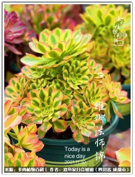 玫瑰钻石法师推荐阵容搭配　五个法师的阵容叫什么-第34张
