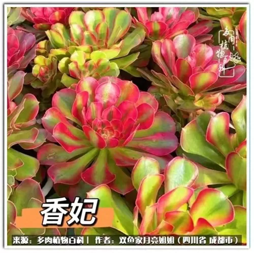 玫瑰钻石法师推荐阵容搭配　五个法师的阵容叫什么-第36张
