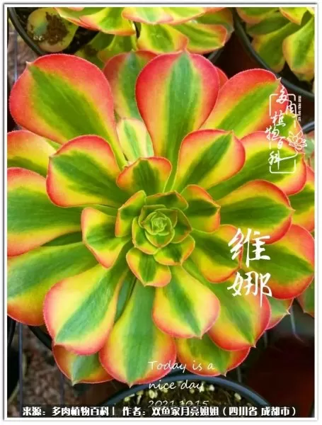 玫瑰钻石法师推荐阵容搭配　五个法师的阵容叫什么-第35张