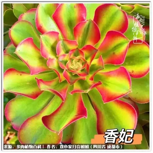 玫瑰钻石法师推荐阵容搭配　五个法师的阵容叫什么-第37张
