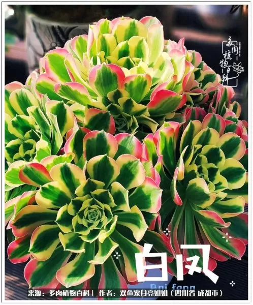 玫瑰钻石法师推荐阵容搭配　五个法师的阵容叫什么-第38张