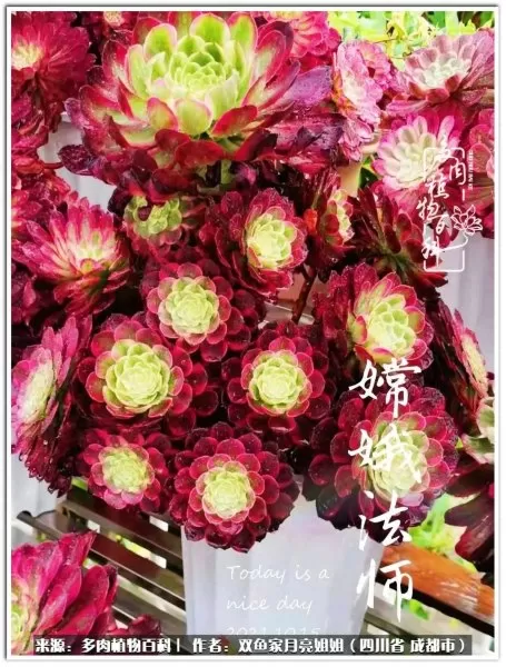 玫瑰钻石法师推荐阵容搭配　五个法师的阵容叫什么-第40张