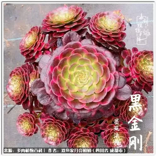 玫瑰钻石法师推荐阵容搭配　五个法师的阵容叫什么-第42张