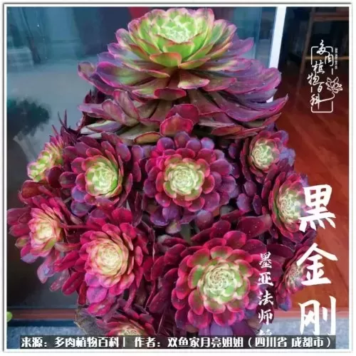 玫瑰钻石法师推荐阵容搭配　五个法师的阵容叫什么-第41张