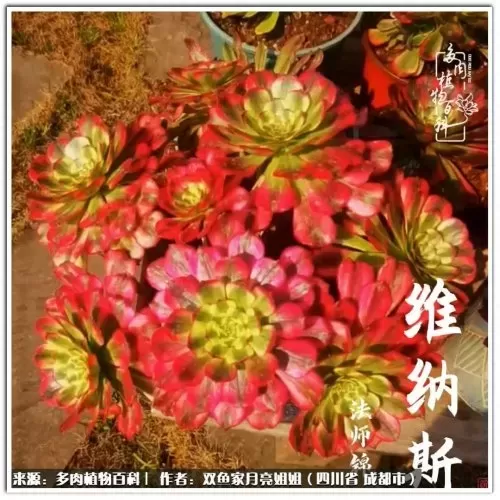 玫瑰钻石法师推荐阵容搭配　五个法师的阵容叫什么-第46张