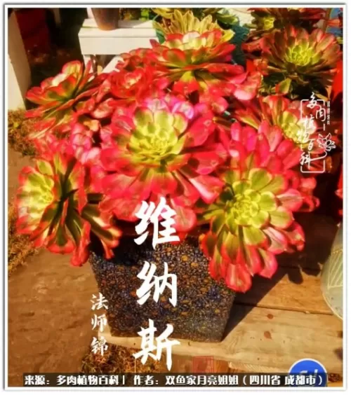 玫瑰钻石法师推荐阵容搭配　五个法师的阵容叫什么-第45张