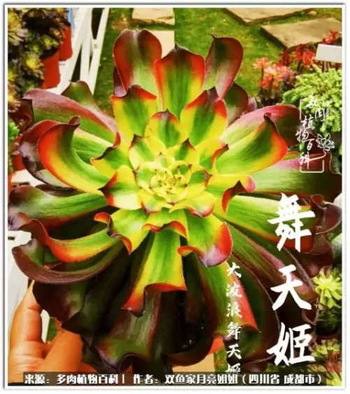 玫瑰钻石法师推荐阵容搭配　五个法师的阵容叫什么-第44张