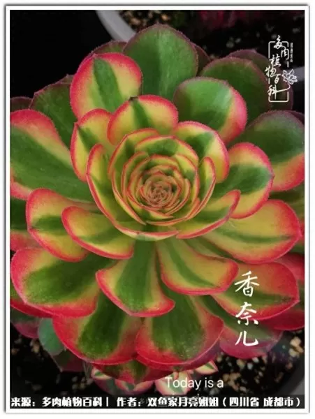 玫瑰钻石法师推荐阵容搭配　五个法师的阵容叫什么-第50张