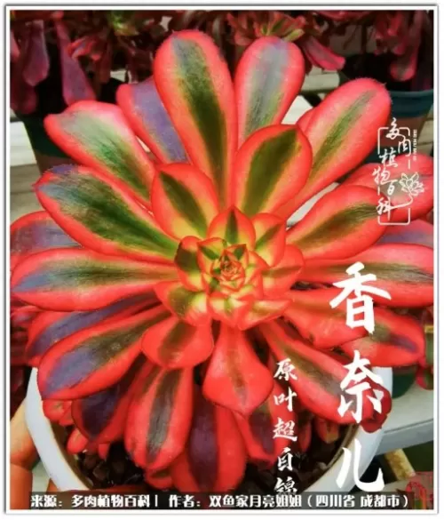 玫瑰钻石法师推荐阵容搭配　五个法师的阵容叫什么-第48张
