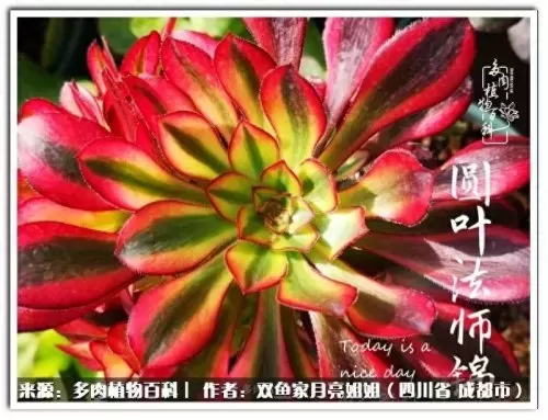 玫瑰钻石法师推荐阵容搭配　五个法师的阵容叫什么-第49张