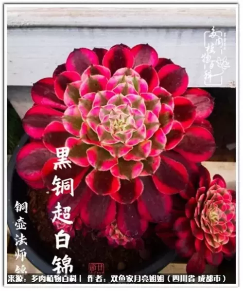 玫瑰钻石法师推荐阵容搭配　五个法师的阵容叫什么-第52张