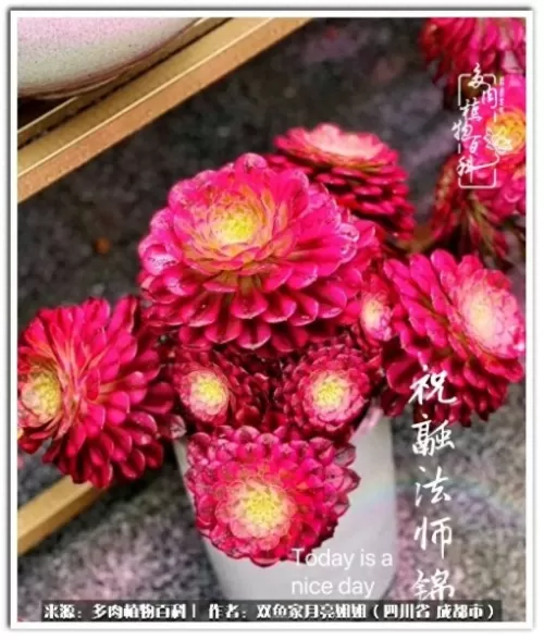 玫瑰钻石法师推荐阵容搭配　五个法师的阵容叫什么-第51张