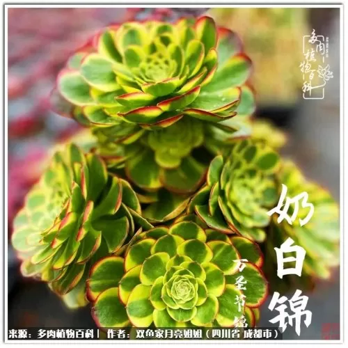 玫瑰钻石法师推荐阵容搭配　五个法师的阵容叫什么-第55张