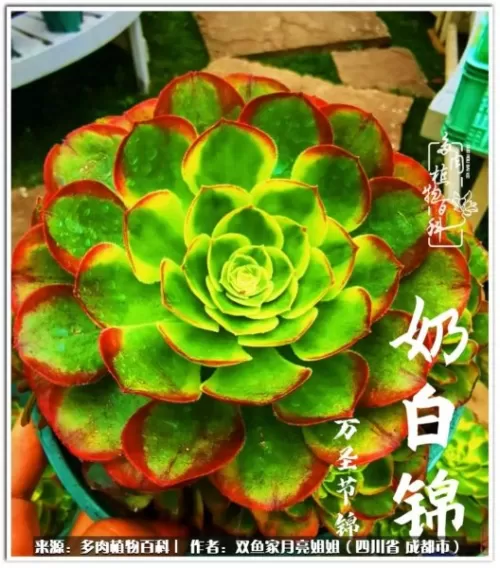 玫瑰钻石法师推荐阵容搭配　五个法师的阵容叫什么-第56张