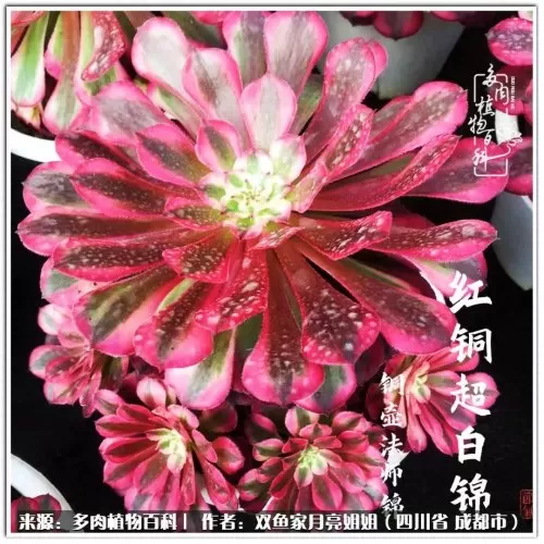 玫瑰钻石法师推荐阵容搭配　五个法师的阵容叫什么-第54张