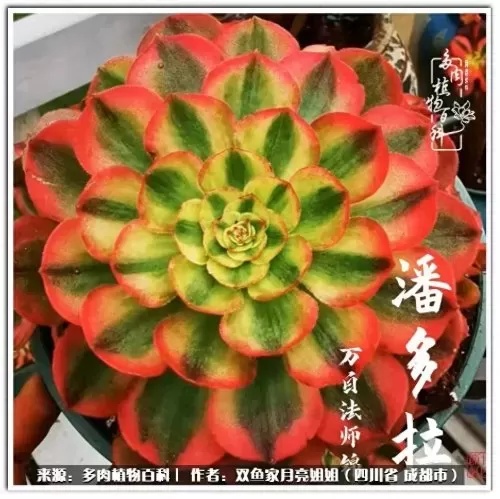 玫瑰钻石法师推荐阵容搭配　五个法师的阵容叫什么-第57张