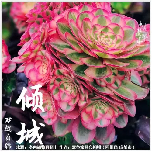 玫瑰钻石法师推荐阵容搭配　五个法师的阵容叫什么-第59张