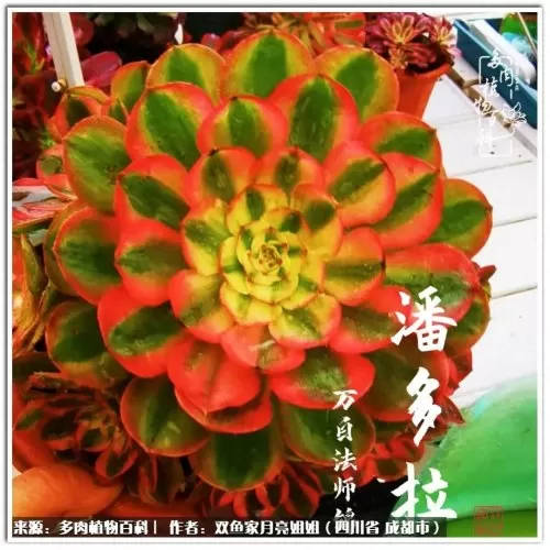 玫瑰钻石法师推荐阵容搭配　五个法师的阵容叫什么-第58张