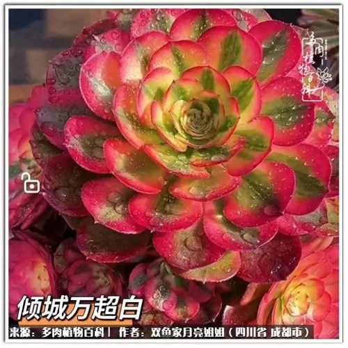 玫瑰钻石法师推荐阵容搭配　五个法师的阵容叫什么-第60张