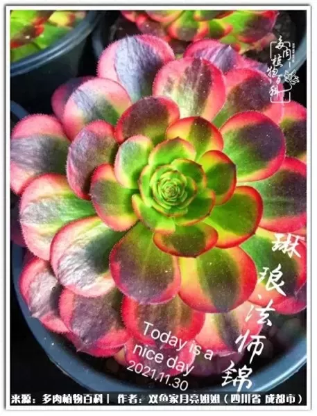 玫瑰钻石法师推荐阵容搭配　五个法师的阵容叫什么-第62张
