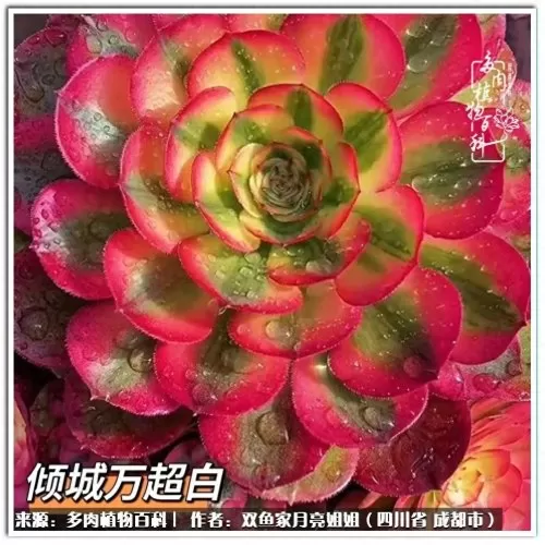 玫瑰钻石法师推荐阵容搭配　五个法师的阵容叫什么-第61张