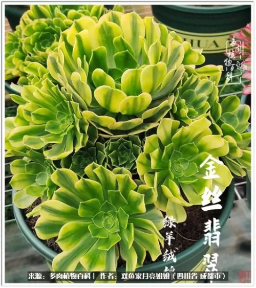 玫瑰钻石法师推荐阵容搭配　五个法师的阵容叫什么-第65张