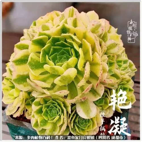 玫瑰钻石法师推荐阵容搭配　五个法师的阵容叫什么-第66张