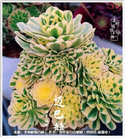 玫瑰钻石法师推荐阵容搭配　五个法师的阵容叫什么-第68张