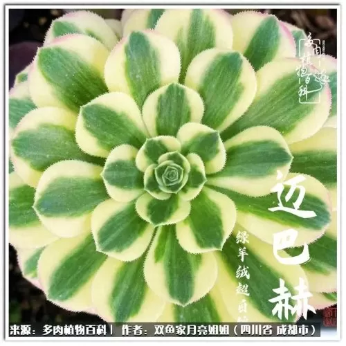 玫瑰钻石法师推荐阵容搭配　五个法师的阵容叫什么-第70张