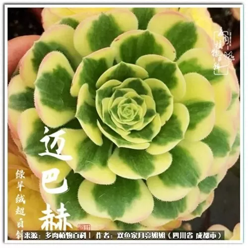 玫瑰钻石法师推荐阵容搭配　五个法师的阵容叫什么-第69张