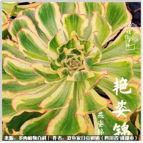 玫瑰钻石法师推荐阵容搭配　五个法师的阵容叫什么-第74张